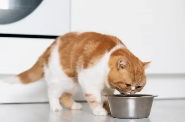 Memberi Makanan Kucing Tidak Boleh Sembarangan, Berikut Hal Penting yang Kamu Harus Ketahui Agar Kucing Tercukupi Nutrisinya