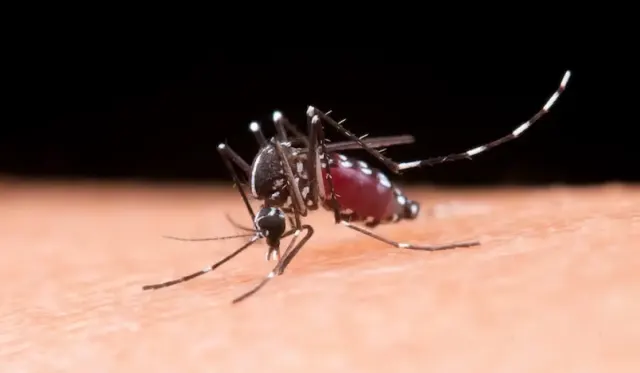4 Cara Mengobati Malaria dan Pencegahannya