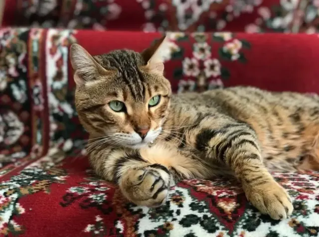 7 Ras Kucing Termahal di Dunia, Ternyata Ada yang Harganya Mencapai 1 Miliar