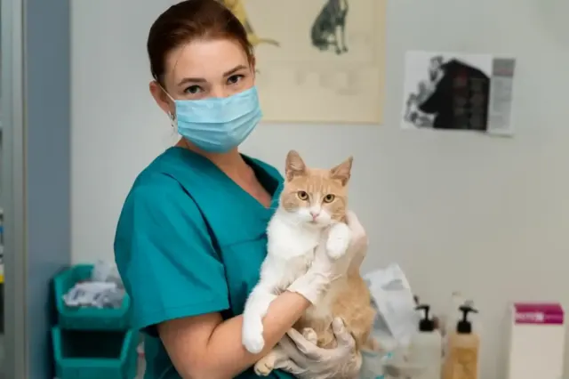Polandia Laporkan Peningkatan Kasus Kematian Kucing Akibat Flu Burung, WHO Sebut Kecil Resiko Penularan ke Manusia Untuk Saat ini
