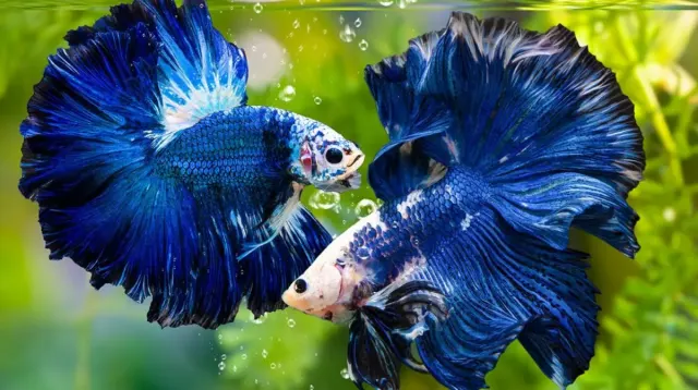 Simak 7 Cara Merawat Ikan Cupang Buat Pemula, Bisa Jadi Panduan Pas Buat Kamu yang Baru Mulai Hobi Menarik ini