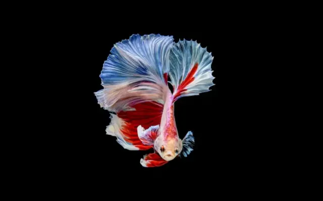 5 Tanda Ikan Cupang Tidak Berjodoh, Kamu Wajib Segera Melakukan Penanganan Jika Menemukannya
