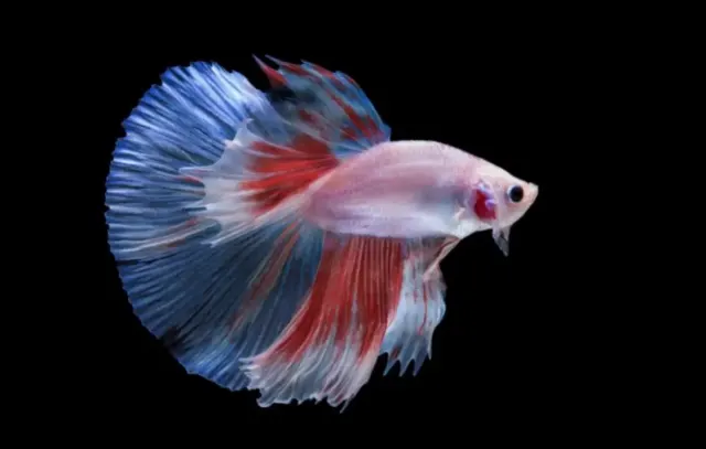10 Tips Merawat Ikan Cupang Hias Halfmoon, Pastikan Kamu Mengikuti Langkah-langkahnya Terutama Nomor 5