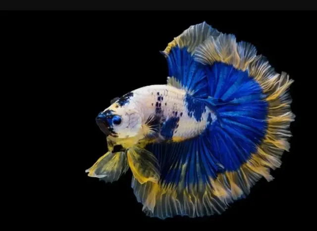 Lakukan 12 Cara ini agar Ikan Cupang Menjadi Ganas, Sehat dan Lincah. Dijamin Tidak Akan Kalah