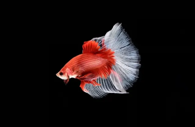 10 Cara Jitu Membuat Ikan Cupang Makan Pelet dengan Lahap, Yuk Disimak Bagaimana Caranya Biar Kamu Tidak Pusing Lagi