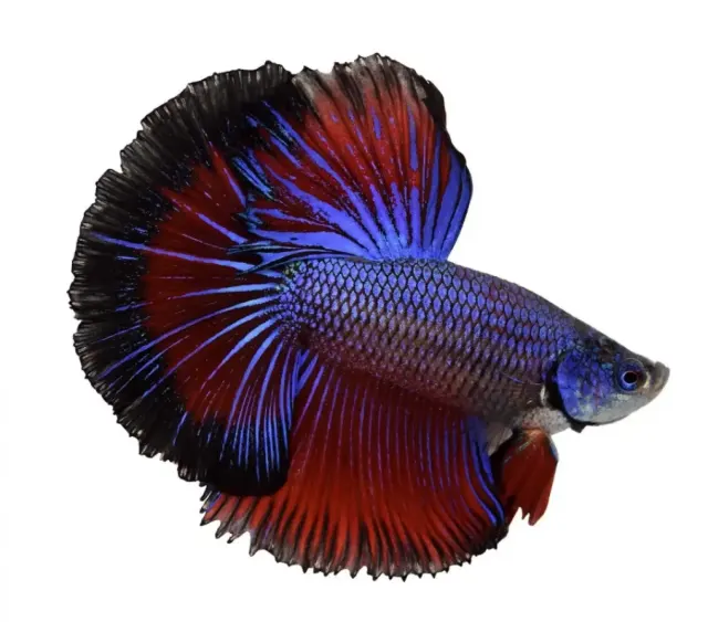 Rekomendasi Ukuran Akuarium Ideal Ikan Cupang Agar Tetap Bahagia