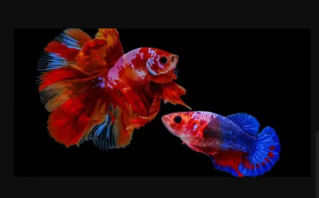 10 Langkah dan Cara Mengawinkan Ikan Cupang yang Bisa Kamu Terapkan, Dijamin Anti Gagal