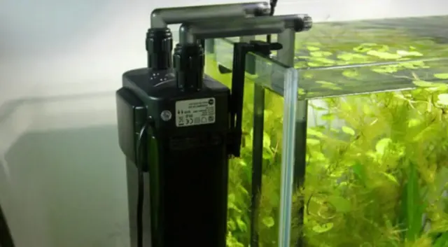 6 Rekomendasi Filter Akuarium Untuk Ikan Cupang, Sangat Bagus Untuk Membersihkan Air Sehingga Kualitas Air Tetap Terjaga