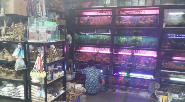 4 Rekomendasi Toko Ikan Cupang di Wilayah Sawangan dengan Rating Terbaik yang Bisa Kamu Kunjungi,