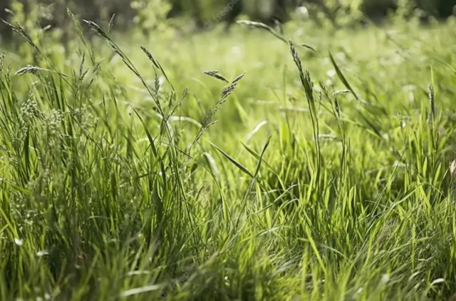 7 Cara Ini Dipercaya Bisa Mematikan Rumput Liar Secara Permanen, Ada yang Sudah Pernah Coba ?