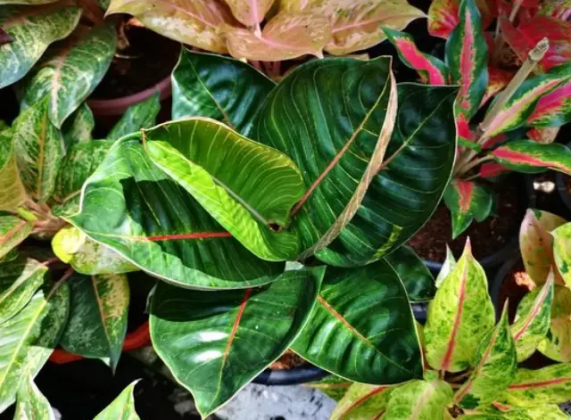 Apa Penyebab Daun Aglonema Membusuk, Layu dan Berair, Bagaimana Solusinya? Simak Yuk Tips Ini!