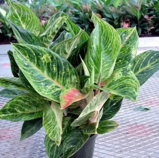 Kenapa Batang Aglonema Lonyot Mleyot? Ini 9 Penyebab dan Cara Mengatasinya Dengan Tepat