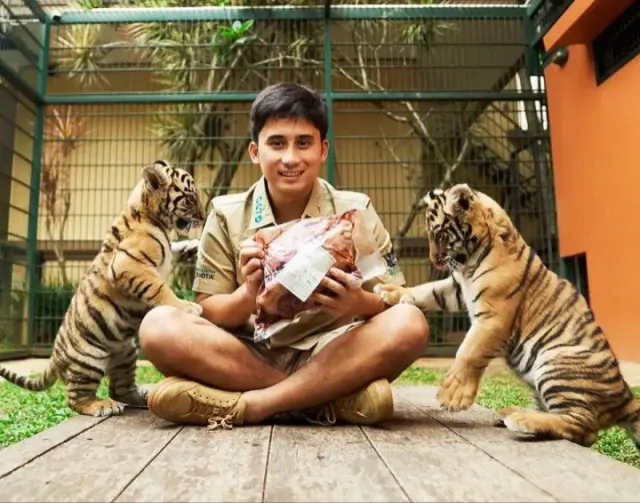 4 Fakta Matinya Cenora, Anak Harimau Peliharaan Alshad Ahmad yang Jadi Sorotan