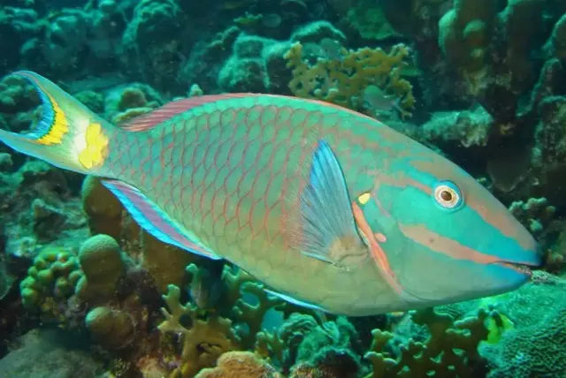 3 Fakta Menarik di Balik Larangan Memakan Ikan Kakatua