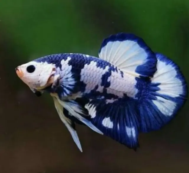 6 Rekomendasi Toko Ikan Cupang di Wilayah Kabupaten Bogor dengan Rating Terbaik