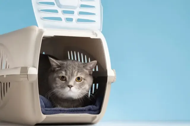 10 Tips Memilih Kandang Kucing yang Baik Agar Anabul Nyaman dan Sehat