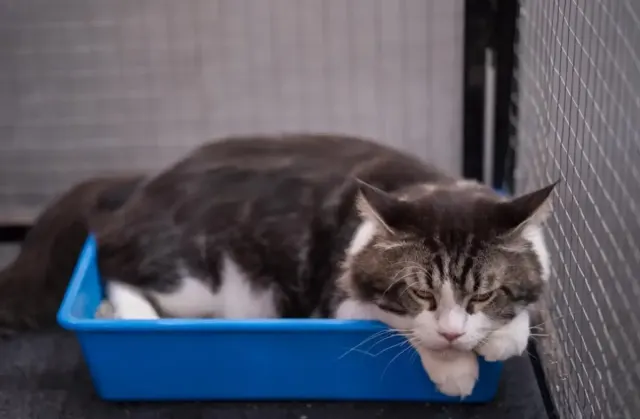 6 Alasan Kucing Tidak Menguburkan Kotorannya, Selain Karena Insting Alami, Ternyata Ada Sebab lainnya