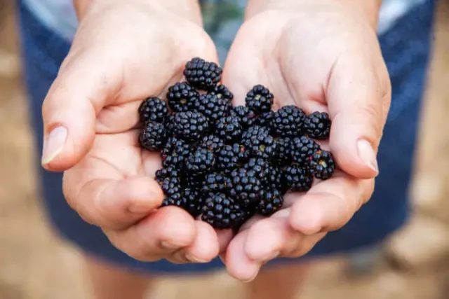 Buah Blackberry Memiliki Segudang Manfaat Bagi Kesehatan, Intip Penjelasannya