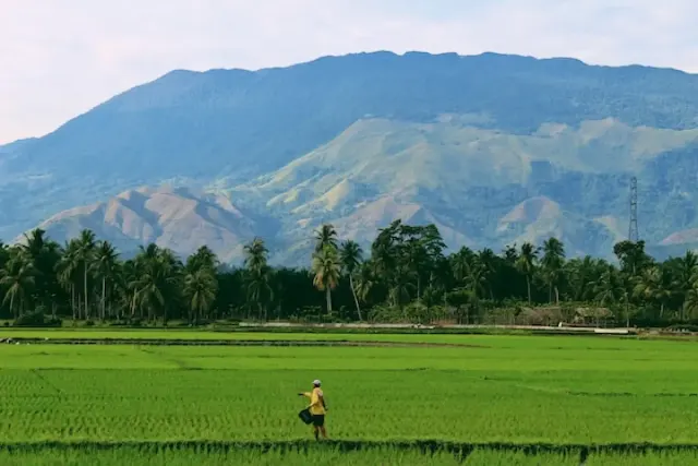 Mengenal Tanaman Palawija Dari Manfaat Hingga Jenis yang Banyak Di Indonesia