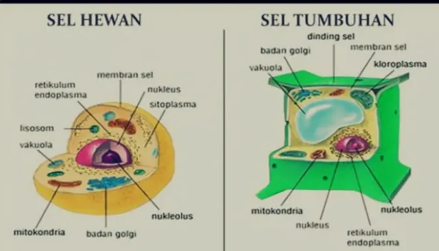 Jawaban Soal Perbedaan Sel Tumbuhan dan Sel Hewan