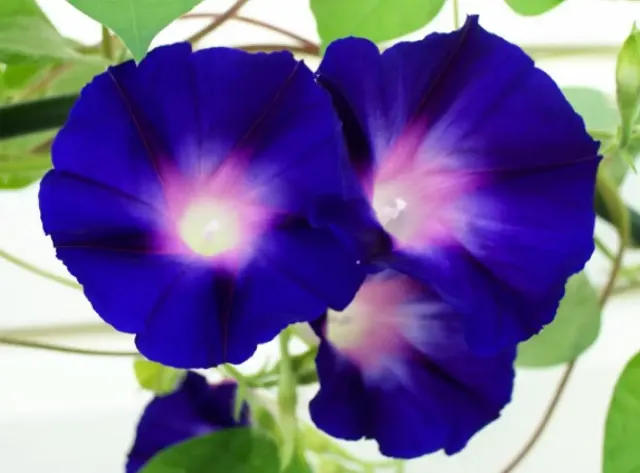Tips Merawat Morning Glory di Rumah Supaya Berbunga Cantik dan Indah Sepanjang Hari