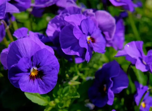 Mari Mengenal Morning Glory, Arti dan Makna Bunga Morning Glory yang Mekar di Pagi Hari Saja