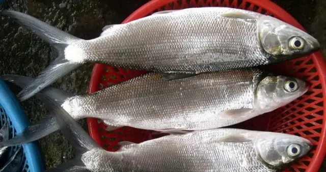 5 Manfaat Ikan Bandeng untuk Kesehatan Tubuh yang Jarang Orang Tahu