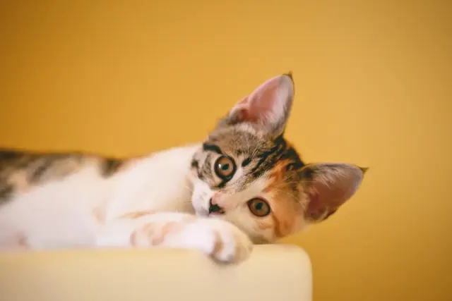 12 Tips Bawa Kucing Peliharaan Anabul dalam Perjalana Jauh dengan Mobil, Jika Gak Mungkin Ditittip