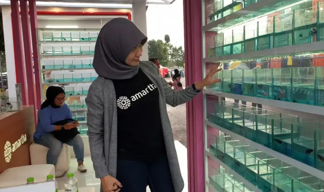 Bisnis Ikan Cupang Meningkat selama Piala Dunia U-17 2023