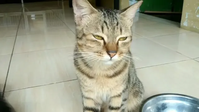 Tidak banyak yang Tahu, Ternyata Ini Kelebihan Kucing Kampung Dibanding Kucing Persia, Nggak Nyangka Ternyata Keren Juga!