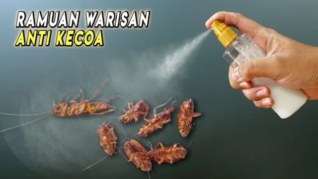 Cara Jitu Mengusir Kecoa, Cukup Pakai Ramuan Rumahan ini, Kecoa Auto Kabur dan Nggak Balik Lagi