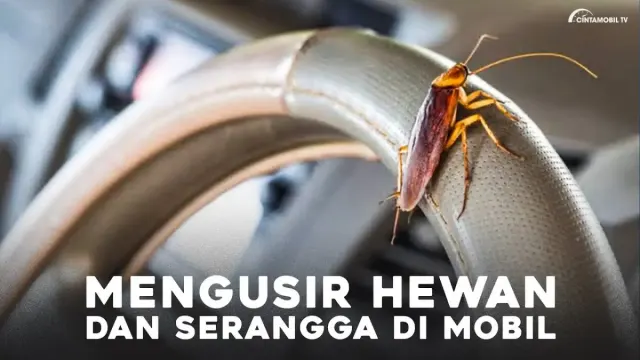 Cara Ampuh Usir Kecoa dan Hewan di Mobil, Mudah Dilakukan dan Dijamin Mobil Aman dari Gangguan