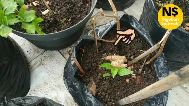 Cara Atasi Kucing Berak Sembarangan di Pot Tanaman, Ternyata Caranya seperti Ini, Gampang Sekali!