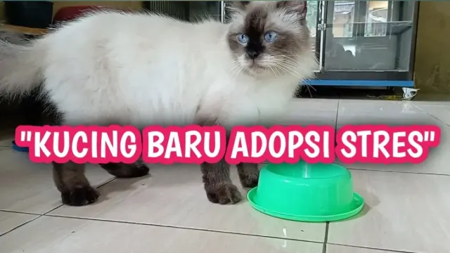 Cara Mengatasi Kucing Baru Adopsi yang Penakut dan Stress, Agar Kucing Gampang Beradaptasi dengan Lingkungan Baru