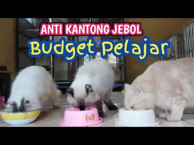 5 Tips Hemat Merawat Kucing Persia di Rumah, Nggak akan Bikin Kantong Kamu Jebol