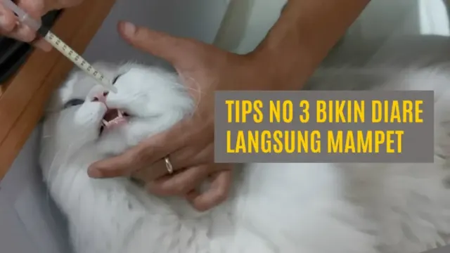 Cara Merawat Kucing Diare, Kamu harus Perhatikan Langkah-langkah ini supaya Anabul Kembali Sehat
