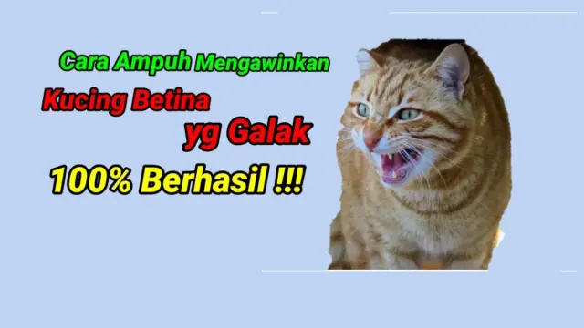 Cara Mengawinkan Kucing Betina yang Galak, 100 Persen Berhasil dan Gampang Caranya, Kamu Hanya Perlu Melakukan Langkah ini