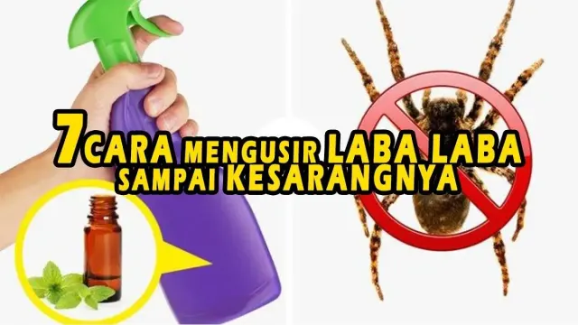 7 Cara Mengusir Laba-Laba hingga ke Sarang dan Anak Cucunya. Nggak Perlu Ribet, Bahan-Bahan Ada di Rumah