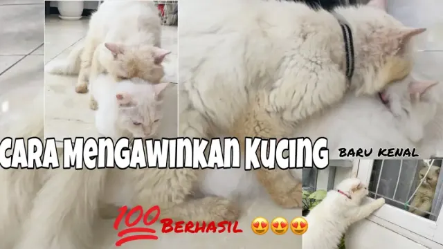 Cara Mudah Mengawinkan Kucing yang Baru Kenal, Ternyata Pakai Cara Seperti ini, Auto Sukses