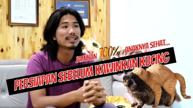 Persiapan ini Harus Kamu Lakukan Sebelum Mengawinkan Kucing, Agar Prosesnya Berjalan Lancar dan Berhasil dengan Baik, Tidak Sulit Persiapannya