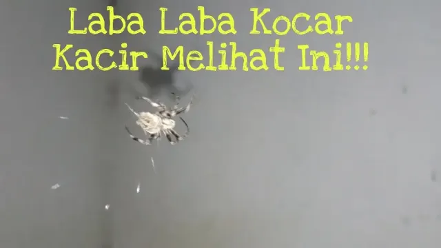 Cukup Semprotkan Cairan ini, Laba-Laba di Rumah Bakal Kabur dan Kocar-Kacir. Gak Bakal Berani Balik Lagi, Tips Mengusir Laba-Laba