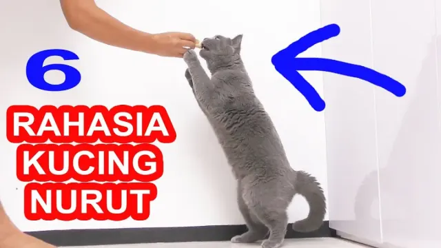 Cara Membuat Kucing Nurut Ketika Dipanggil, Langkah-langkahnya sangat Mudah dan Dijamin 100 Persen Berhasil!