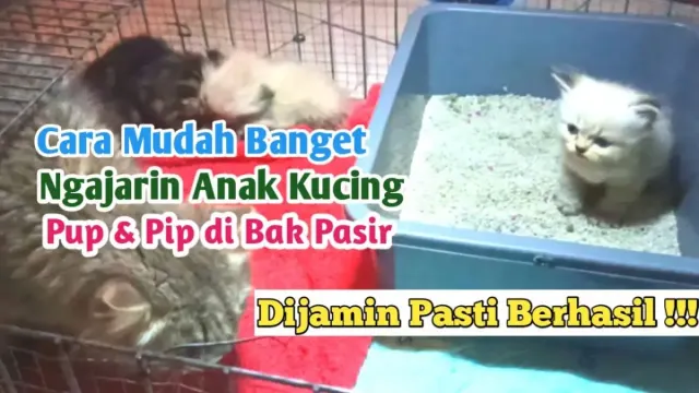 Cara Mengajarkan Anak Kucing Pup di Bak Pasir, Gampang Banget Caranya, Tinggal Lakukan Hal ini, Auto Anabul Jadi Mandiri