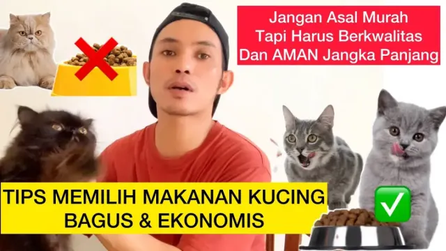 Cara Memilih Makanan Kucing yang Aman dan Murah, Tetap berkualitas dan Bikin Anabul Tetap Sehat , Pastikan Jangan Lakukan ini