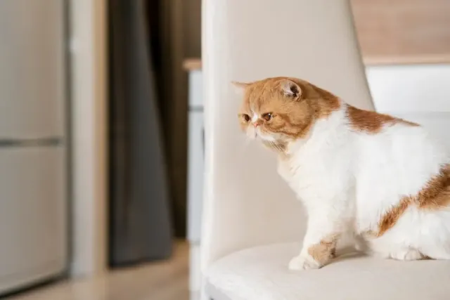 Ternyata Gampang! Cara Melatih Kucing Pup di Toilet Kamar Mandi, Kenapa Nggak Tahu Dari Dulu Yak!