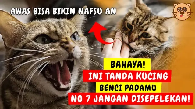 Bahaya! Ini Tanda Kucing Benci dengan Pemiliknya, Waspada Kalau Ada Kondisi Ini, Jangan Nganggap Enteng!