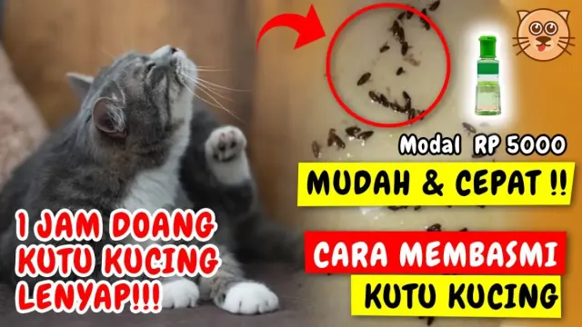 Cara Basmi Kutu Kucing Tanpa Obat Kutu Kucing, Cuman Modal Rp 5000, 1 Jam Doang Kutu Auto Kabur