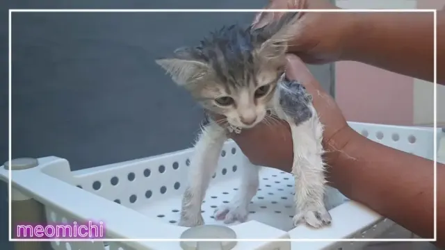 Cara Memandikan Anak Kucing Usia 2 Bulan, Pahami Langkah-langkahnya agar Anak Kucing Tetap Sehat!