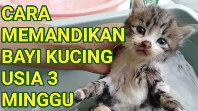 Anak Kucing Kena Kutu? Tenang, Begini Cara Memandikan Anak Kucing Usia 3 Minggu, Biar Tetap Aman dan Sehat
