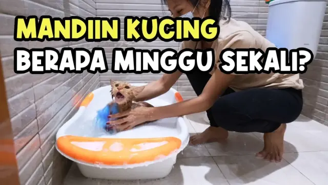 Berapa Kali Kucing Harus Dimandikan? Ternyata Seperti Ini Jawabannya, Wajib Paham Supaya Nggak Salah Urus Kucing Kamu